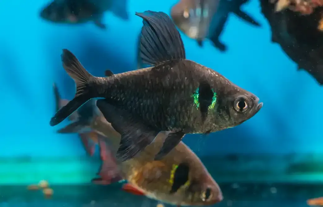 Imagem do Tetra Fantasma Preto